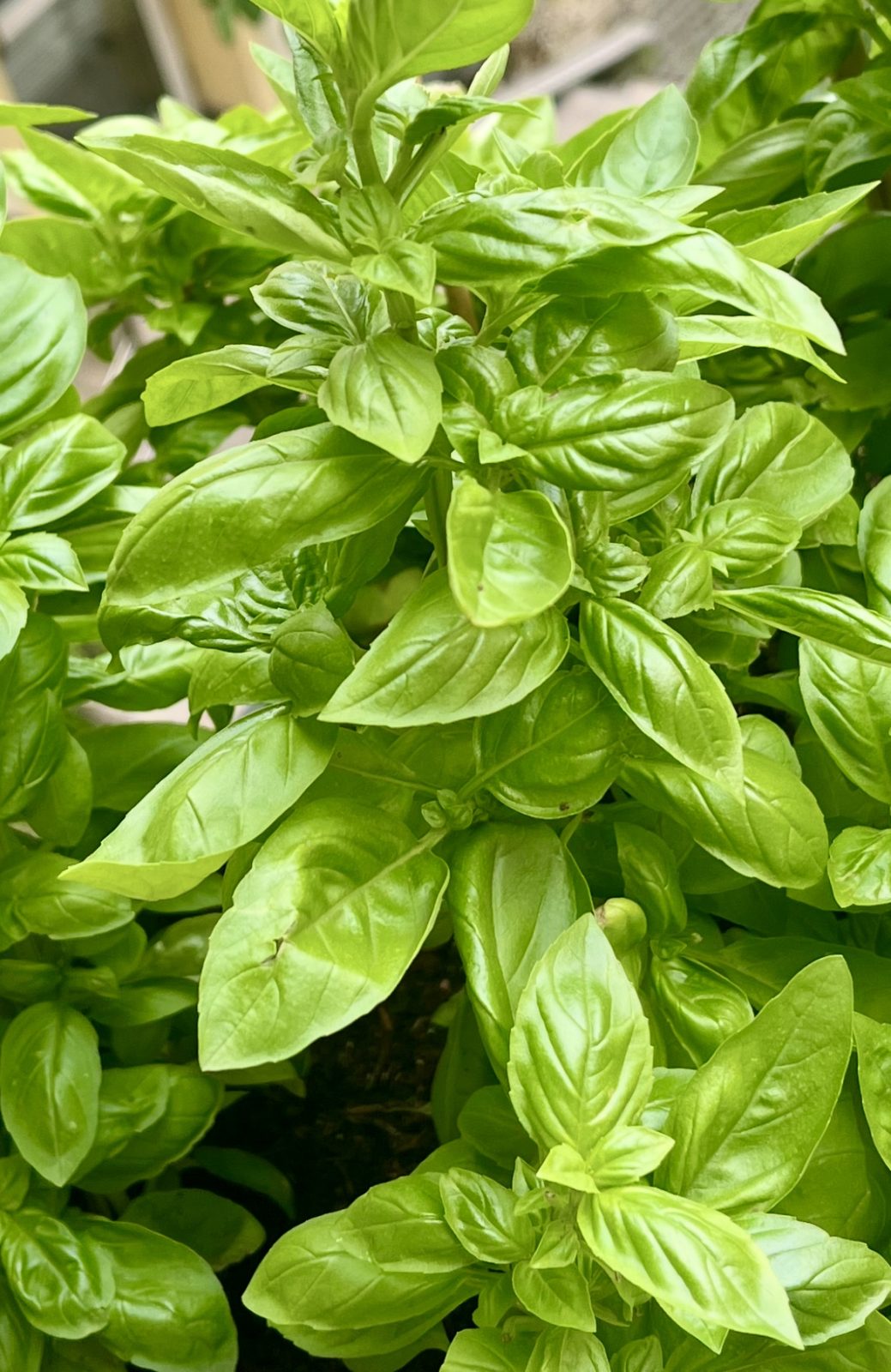 Bazalka: Ako ju pestovať a starať sa o ňu. Detailný sprievodca